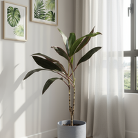 Cordyline Burgundy