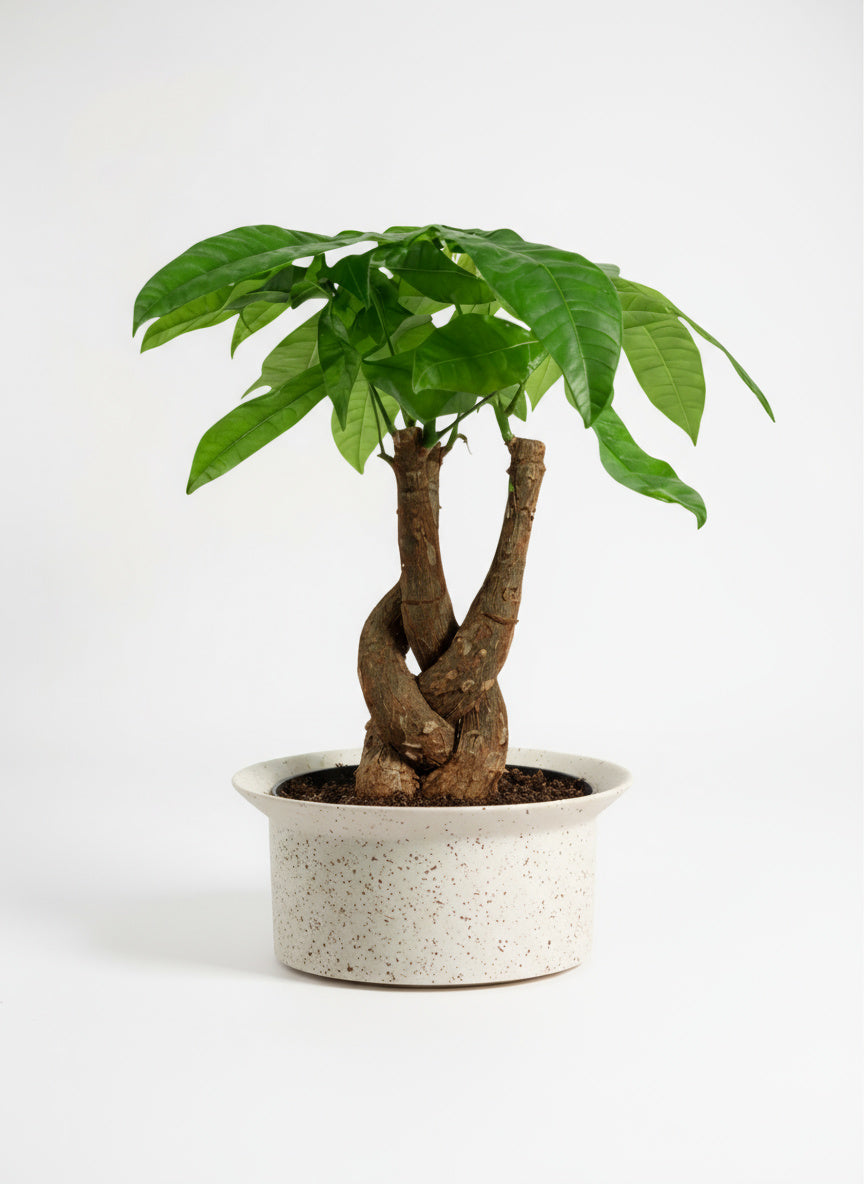 Money Tree Fat Luck