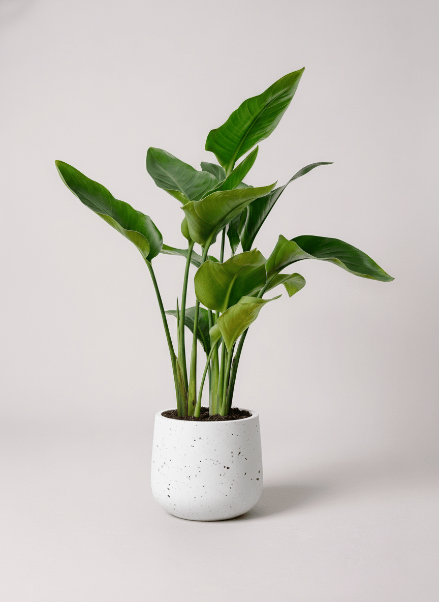 Bird of Paradise Junior - Potted plant - POTT-BIRD-GRW-6441 - Tumbleweed Plants - Online Plant Delivery Singapore