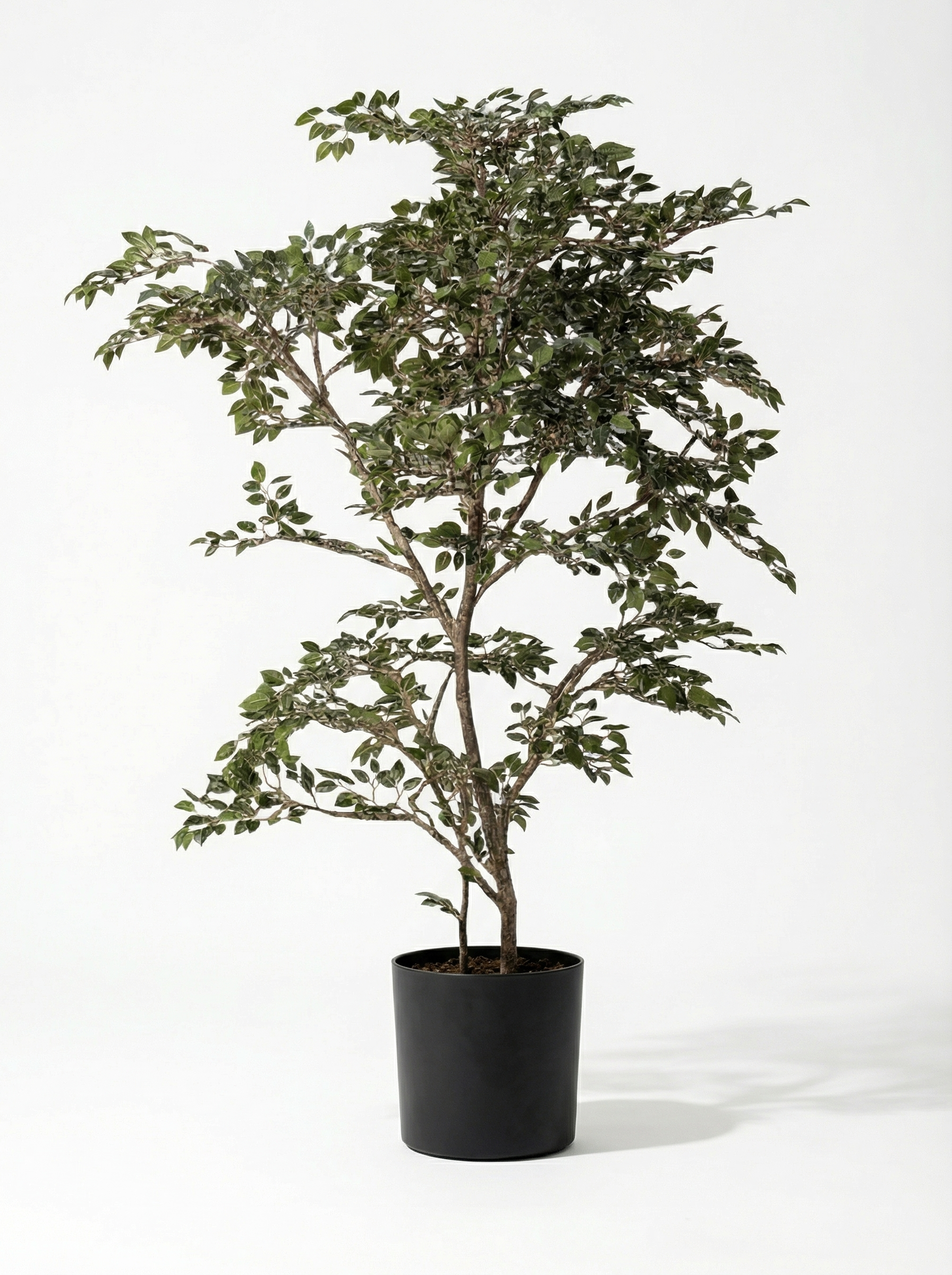 Lush 160cm