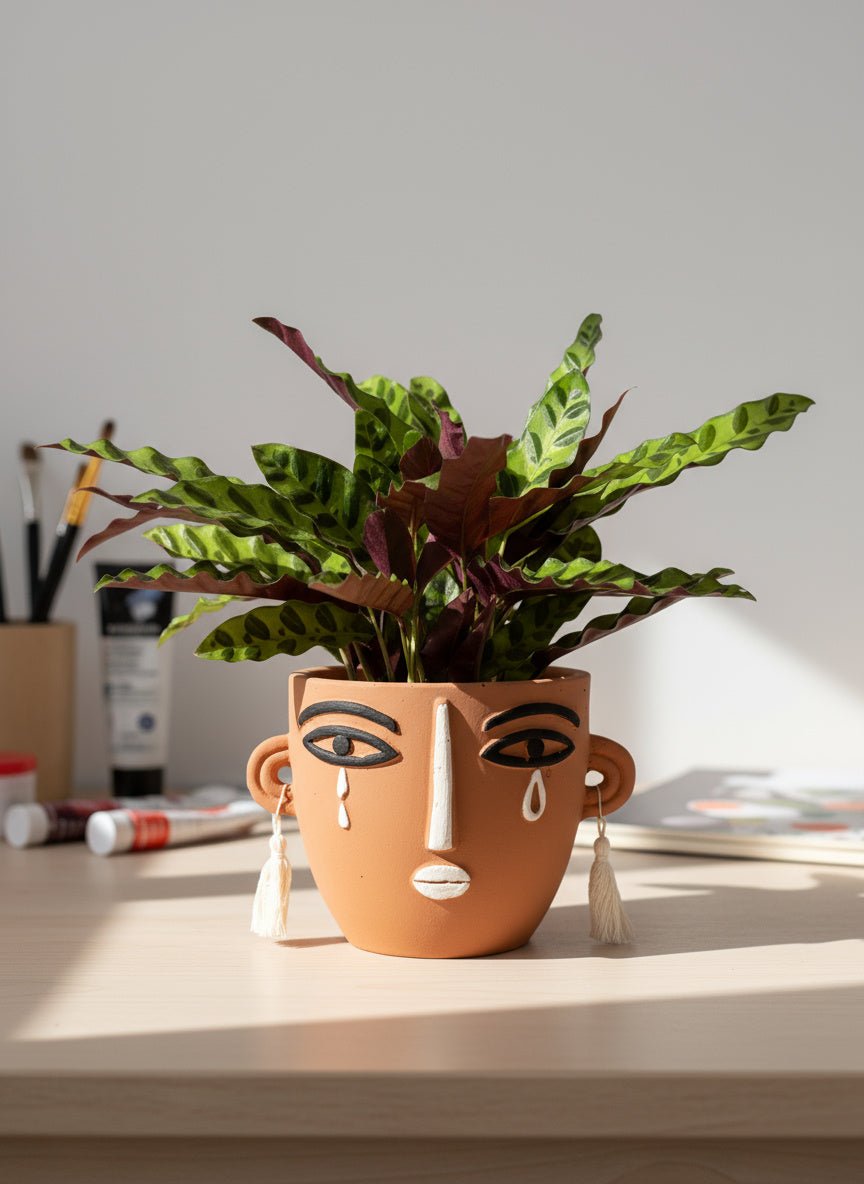 Calathea Lancifolia - Potted plant - GIFT-CALA-GRW-2728 - Tumbleweed Plants - Online Plant Delivery Singapore