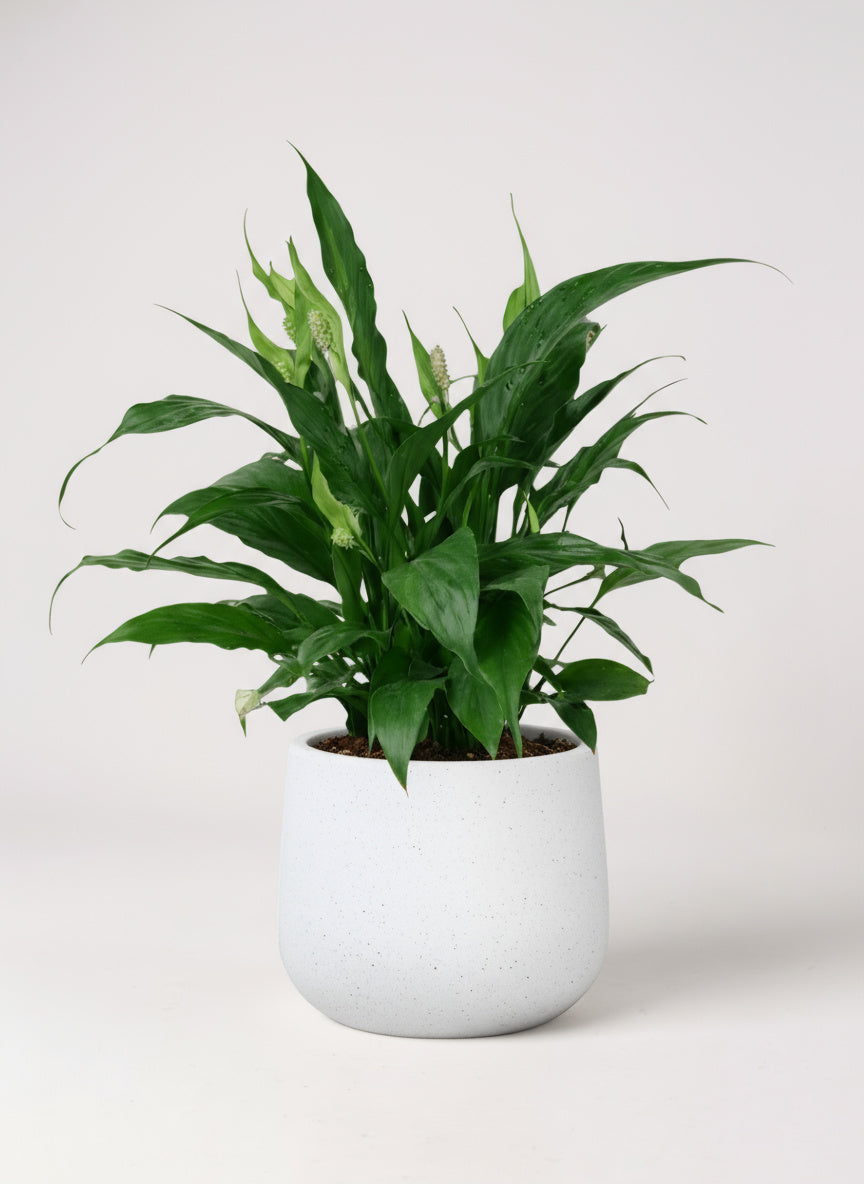 Peace Lily Junior