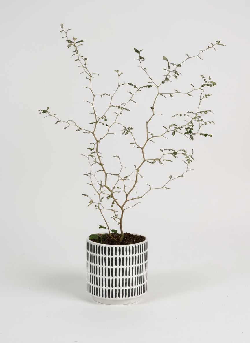 Sophora Prostrata 'Little Baby'