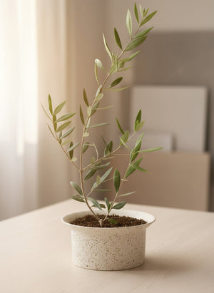 Tumbleweed Plants