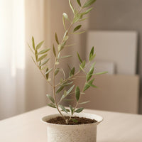 Olive Plant Kodomo - Japan
