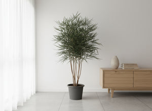 Tumbleweed Plants