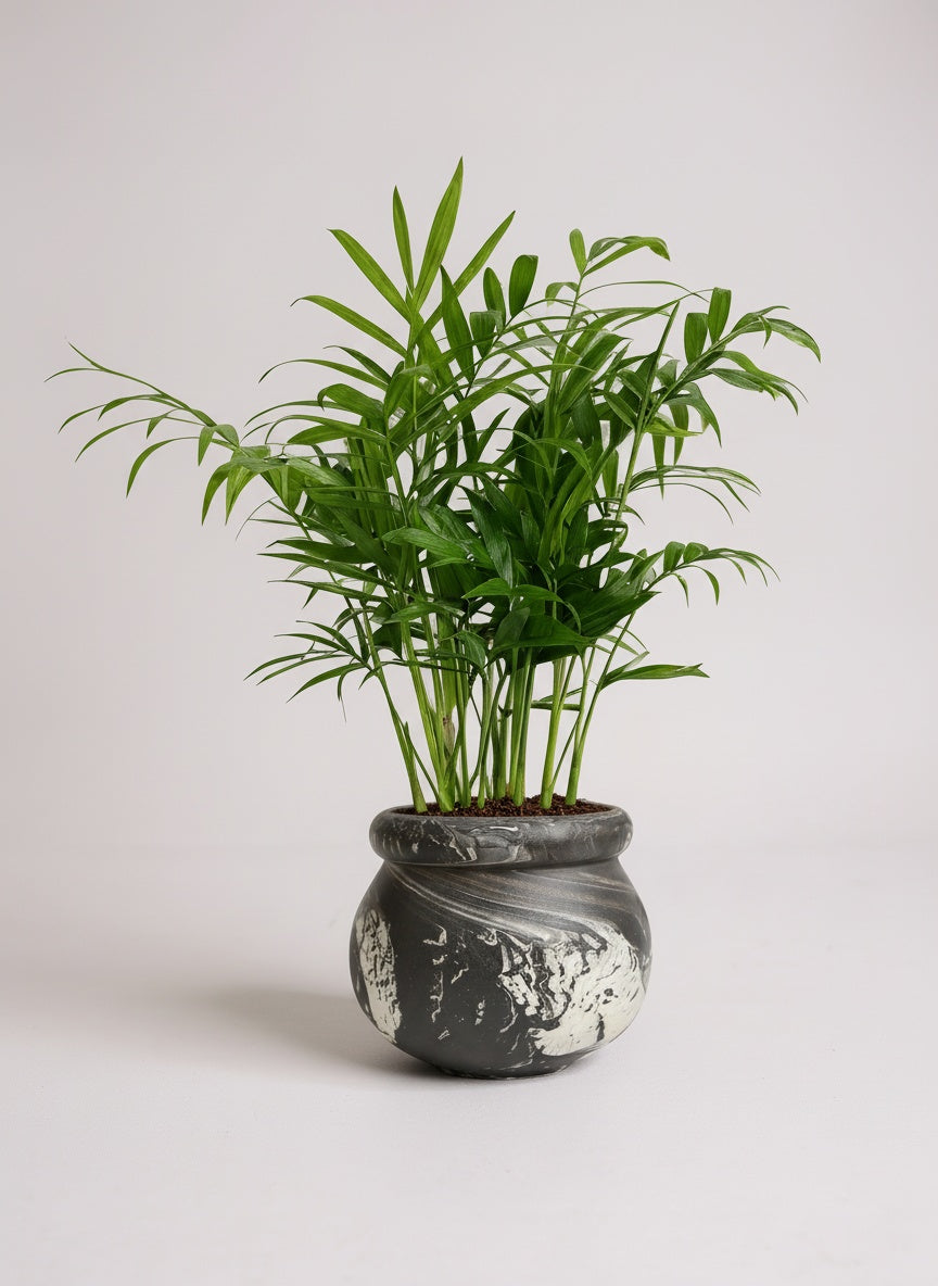 Java Palm