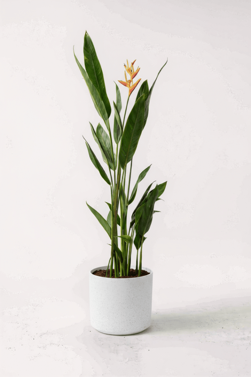 Heliconia (0.3m) - Potted plant - POTT-HELI-GRW-5229 - Tumbleweed Plants - Online Plant Delivery Singapore
