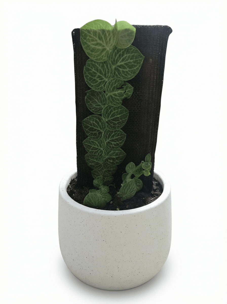 Rhaphidophora Cryptantha - Large - Potted plant - POTT-RHAP-GRW-5220 - Tumbleweed Plants - Online Plant Delivery Singapore