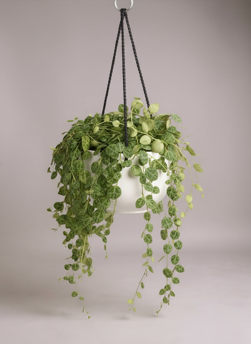 String of Turtles