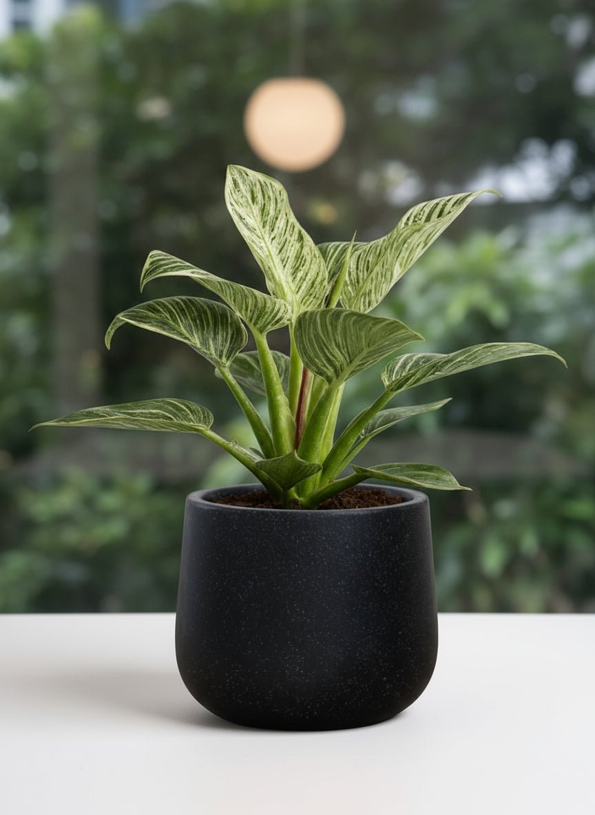 Philodendron Birkin - Potted plant - JUST-PHIL-GRW-2622 - Tumbleweed Plants - Online Plant Delivery Singapore