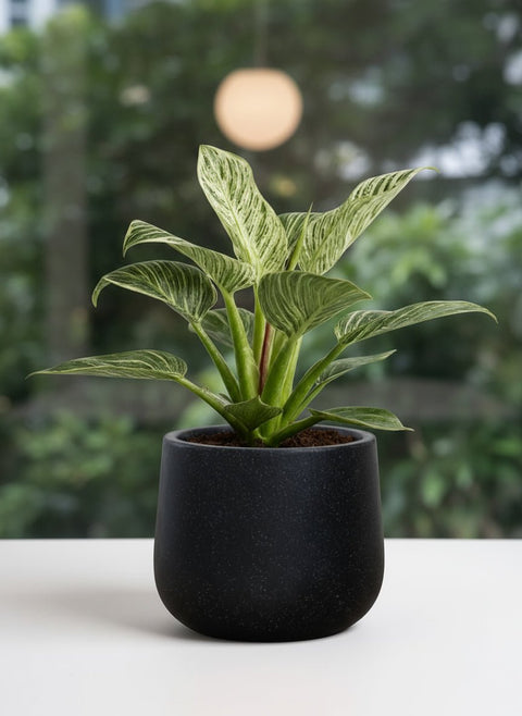 Philodendron Birkin