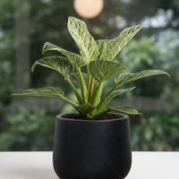 Philodendron Birkin