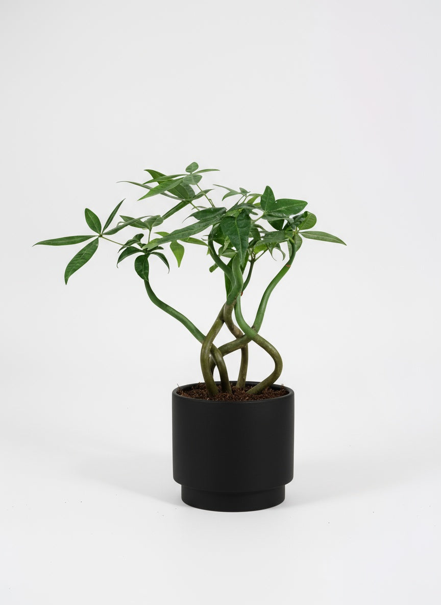 Money Tree Wavy