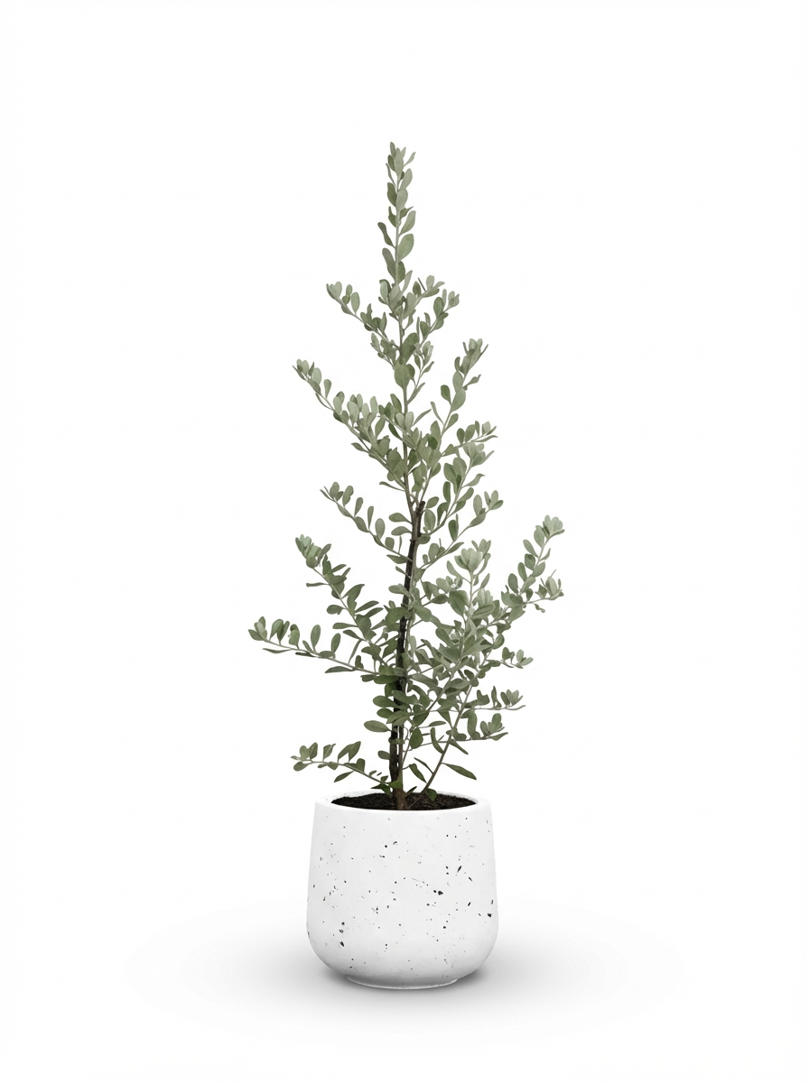 Leucophyllum Frutescens Junior – Texas Sage / Silver Bush