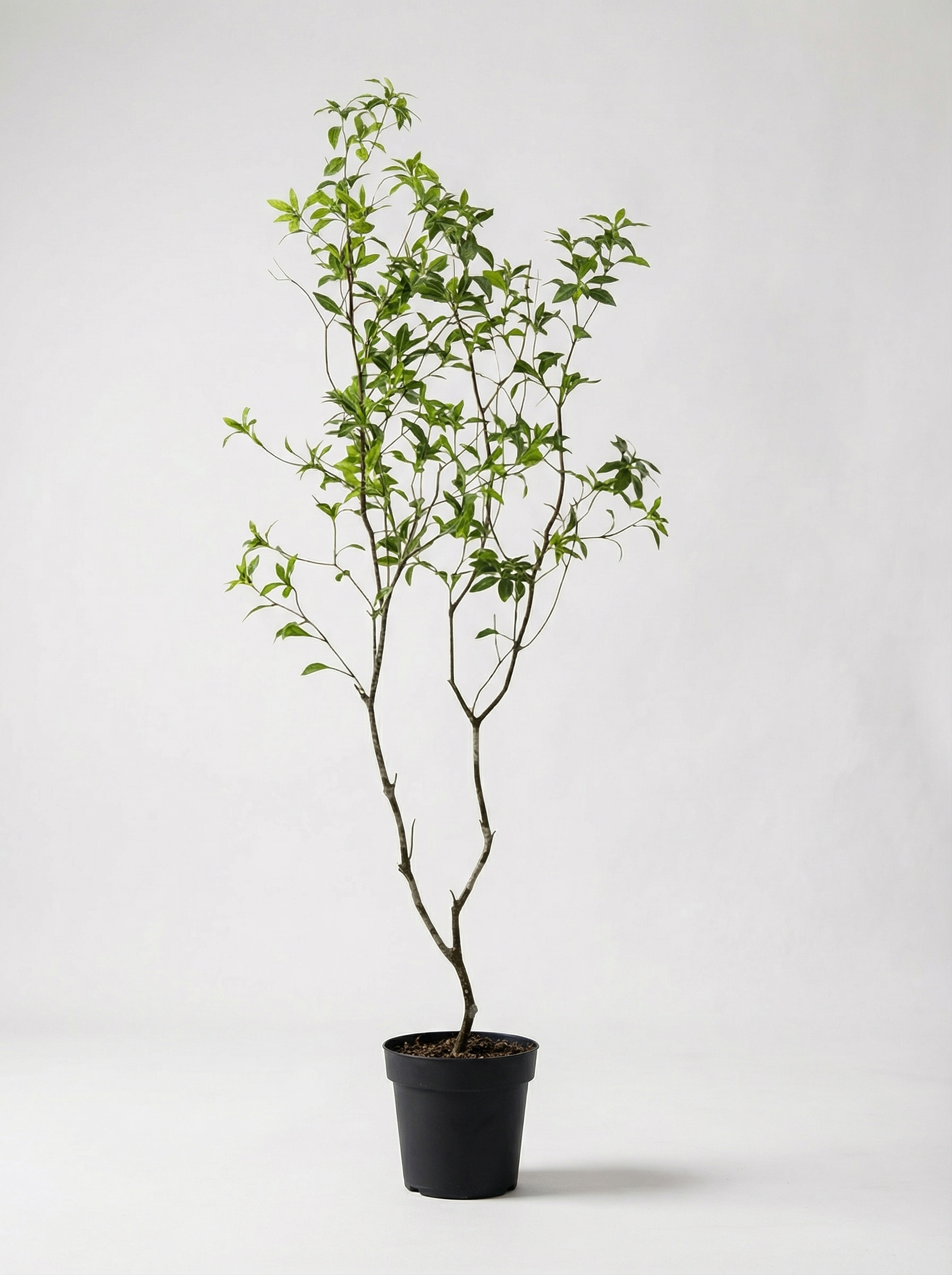 Luxury Green 200cm