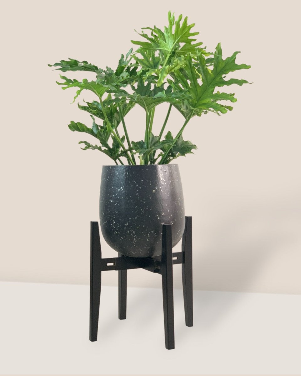 Adjustable Wood Stand (Black) - Stand - Tumbleweed Plants - Online Plant Delivery Singapore