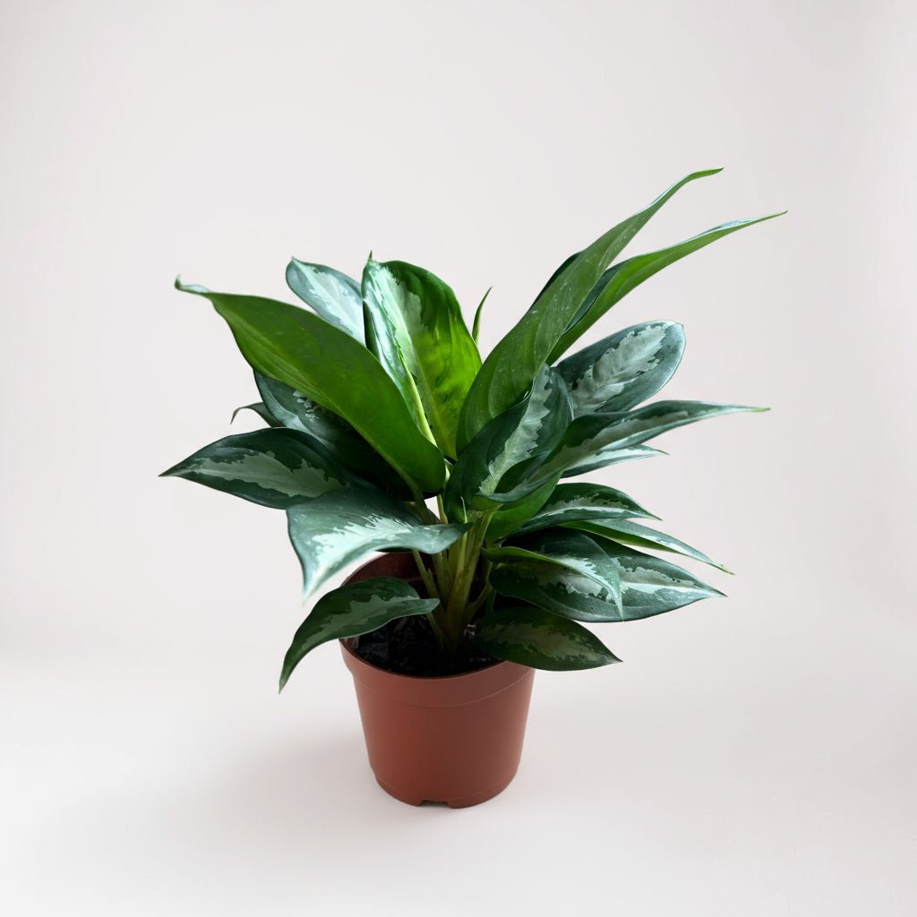 Aglaonema Pattaya Diamond Baby - Potted plant - POTT - AGLA - GRW - 7456 - Tumbleweed Plants - Online Plant Delivery Singapore