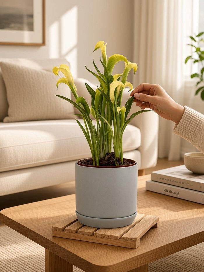 Calla Lily - Potted plant - JUST-CALL-GRW-3172 - Tumbleweed Plants - Online Plant Delivery Singapore