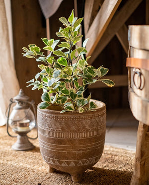 Tumbleweed Plants