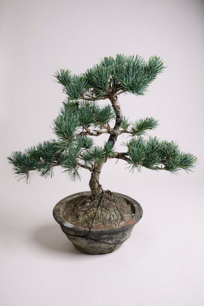 Japanese Black Pine Bonsai — Mature Specimen (16–20+ Years)