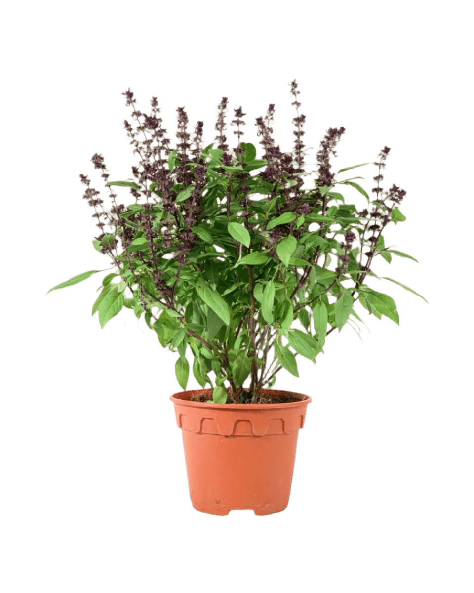 Grow Pot