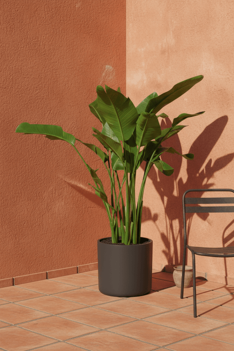 Bird of Paradise (1.1-1.6m)