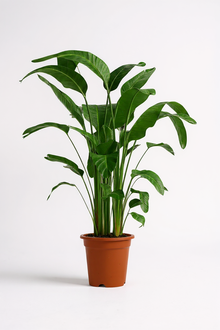 Grow Pot