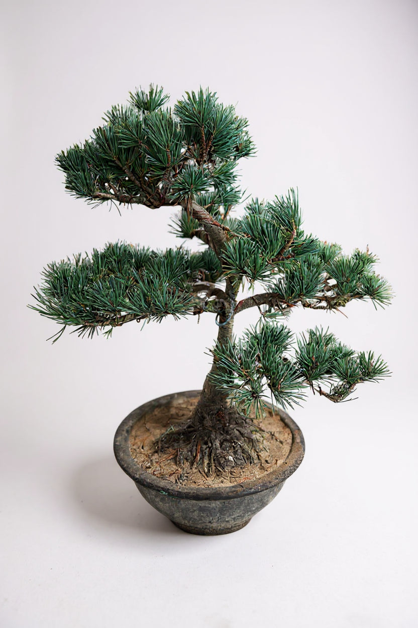 Japanese Black Pine Bonsai — Mature Specimen (16–20+ Years)