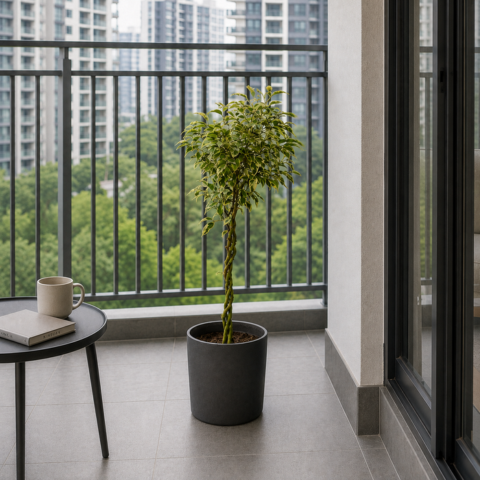Ficus Benjamina Starlight Beauty Queen (Japan)