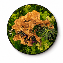 Orb Green - Preserved Plants: MOSS.