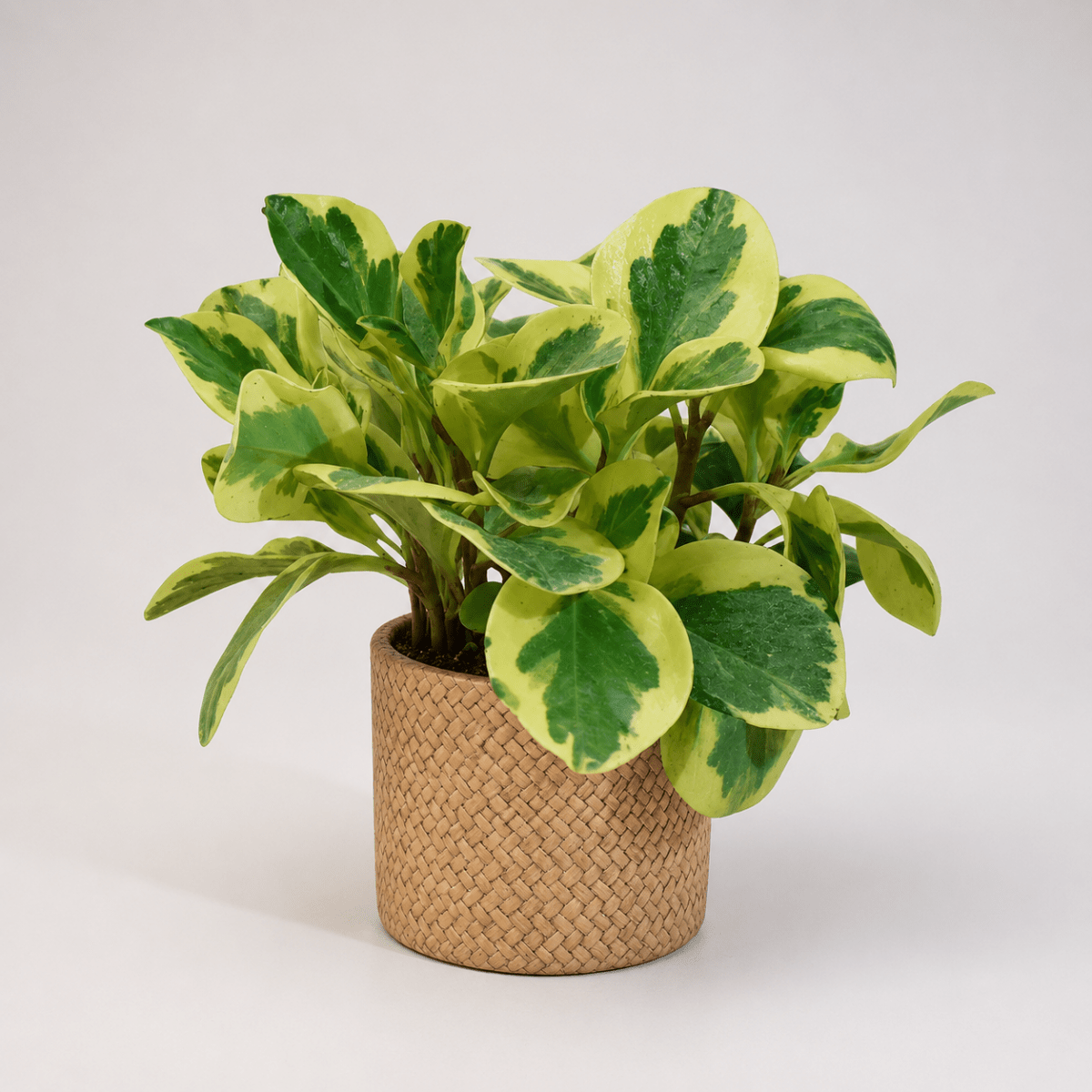 The Instagram Set - Plant Bundle - PROD-THEI-7077 - Tumbleweed Plants - Online Plant Delivery Singapore