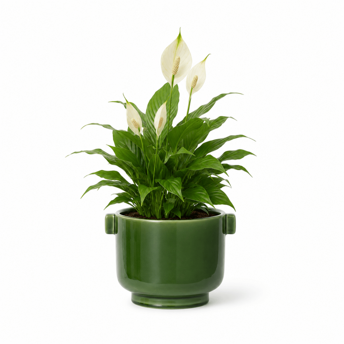 The Instagram Set - Plant Bundle - PROD-THEI-7077 - Tumbleweed Plants - Online Plant Delivery Singapore