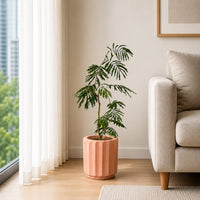 Everfresh Tree (Japan) Junior