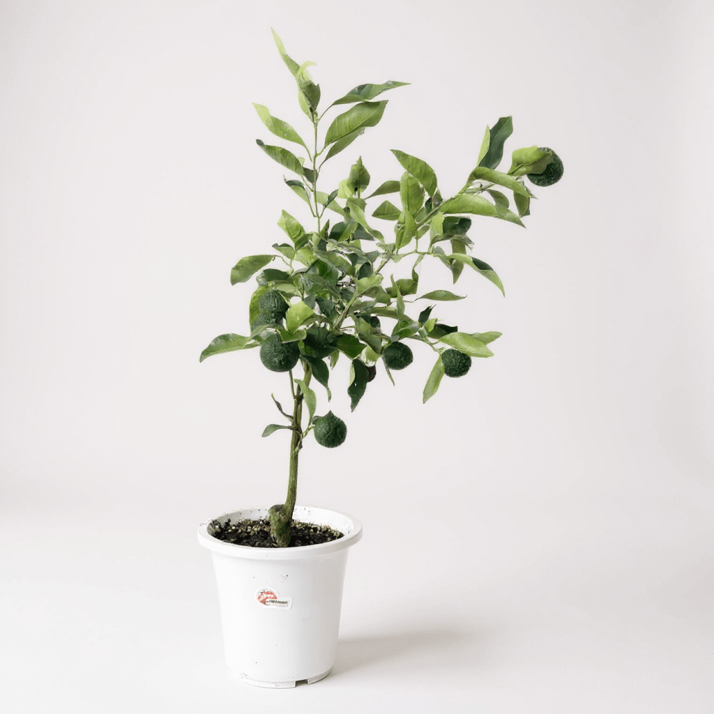 Grow Pot