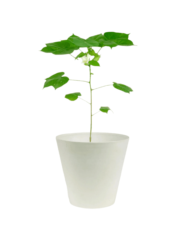 Cotton Plant - Large - Potted plant - POTT - SMAL - 5499 - Tumbleweed Plants - Online Plant Delivery Singapore