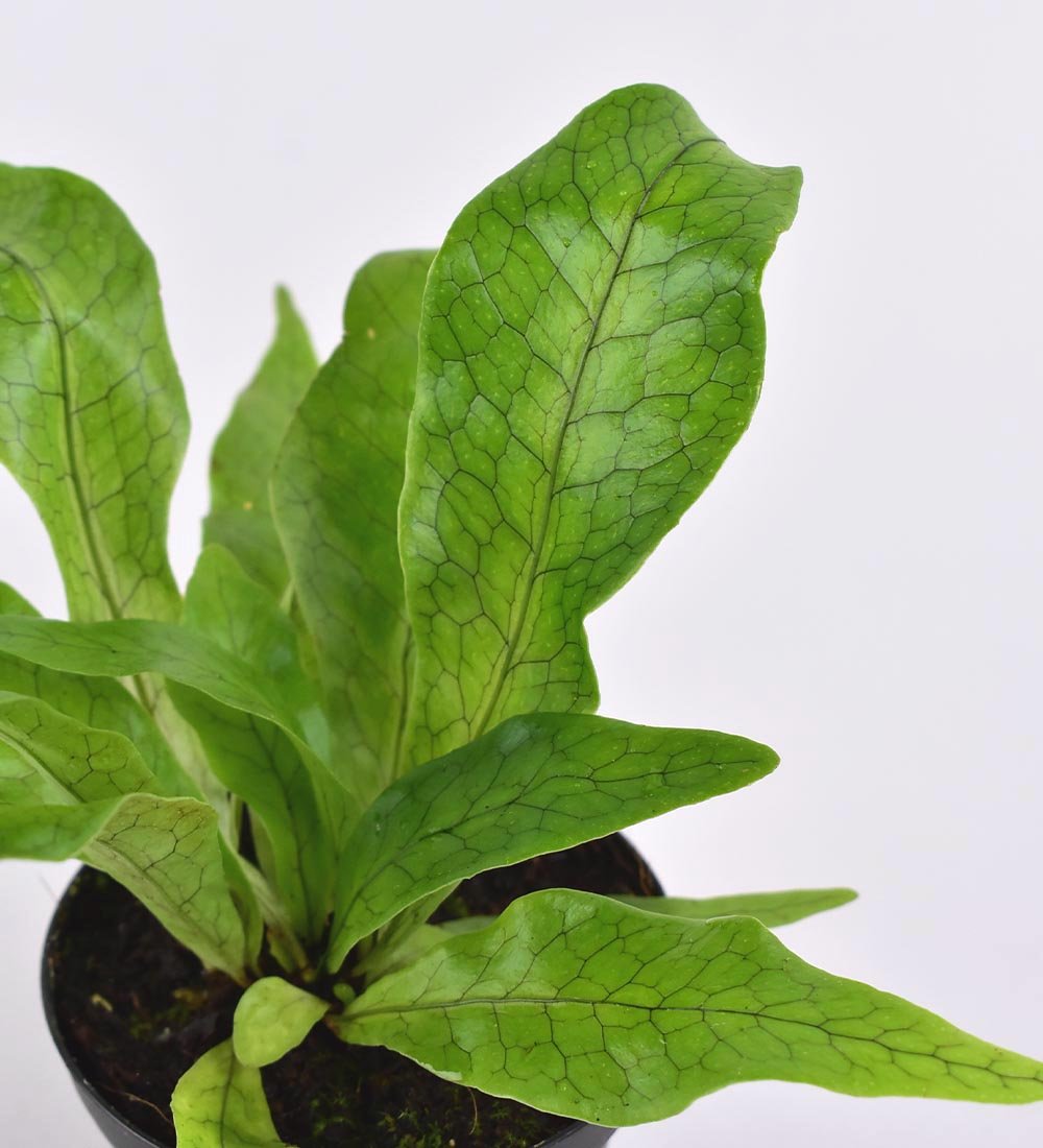Crocodile Fern - Potted plant - Tumbleweed Plants - Online Plant Delivery Singapore