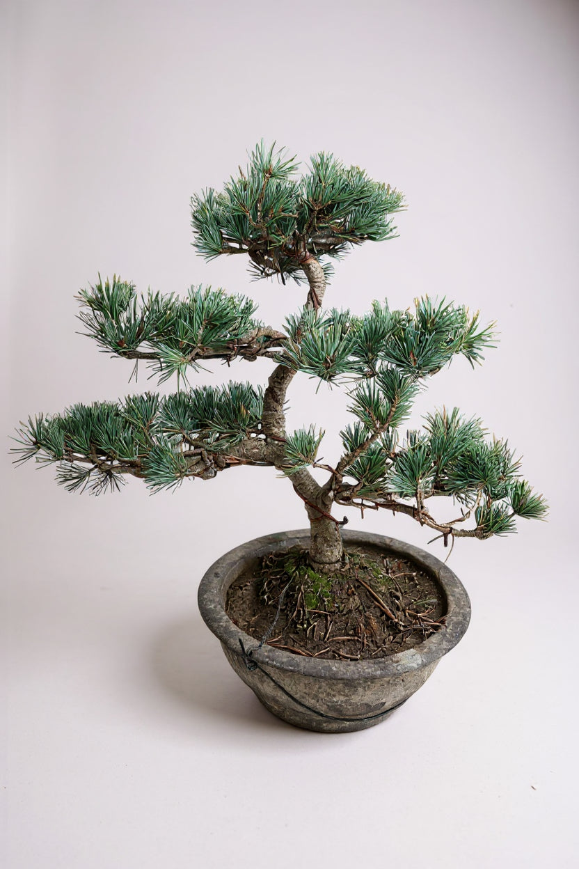 Japanese Black Pine Bonsai — Mature Specimen (16–20+ Years)