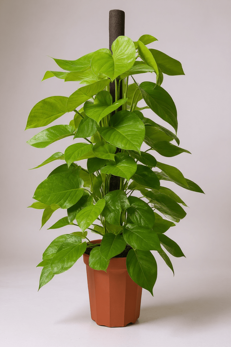 Grow Pot