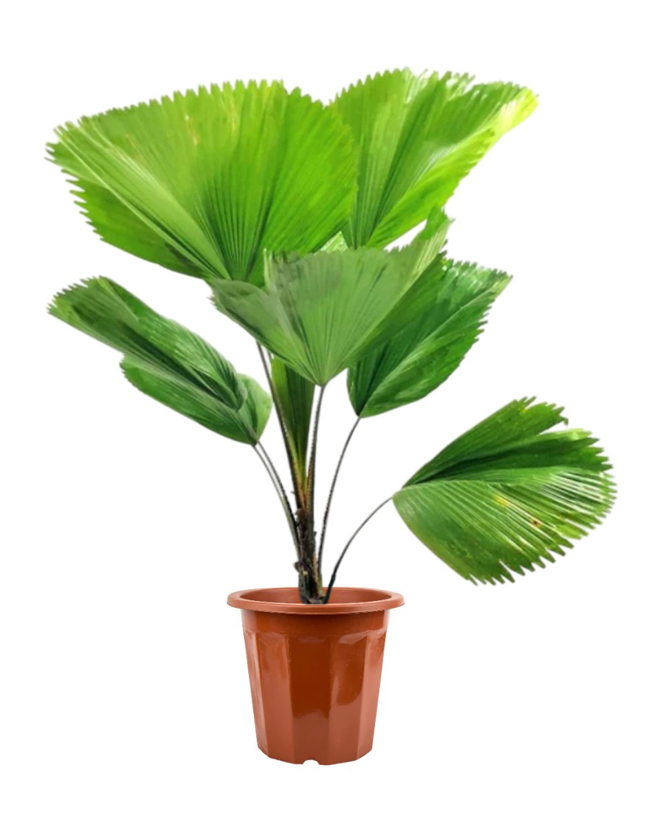 Grow Pot