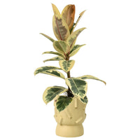 Ficus Elastica ‘Tineke’