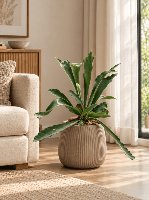 Tumbleweed Plants