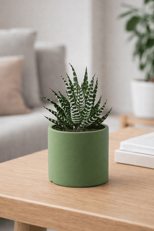 Tumbleweed Plants