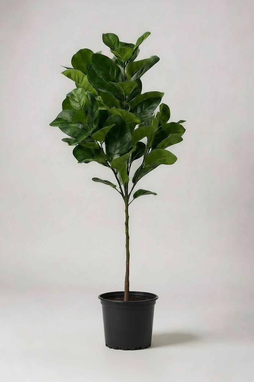 Grow Pot