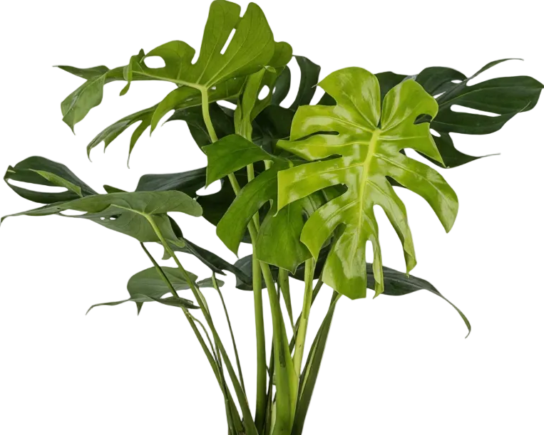 Monstera Deliciosa XL