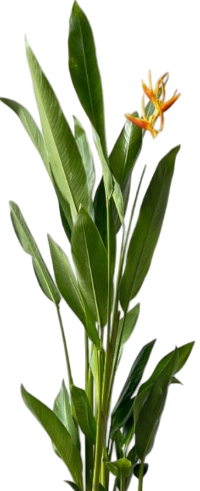 Heliconia (0.3m) - Potted plant - POTT-HELI-GRW-5229 - Tumbleweed Plants - Online Plant Delivery Singapore