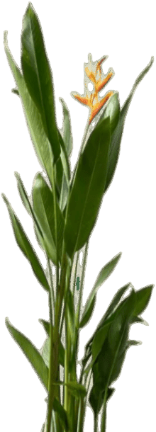 Heliconia (0.3m) - Potted plant - POTT-HELI-GRW-5229 - Tumbleweed Plants - Online Plant Delivery Singapore