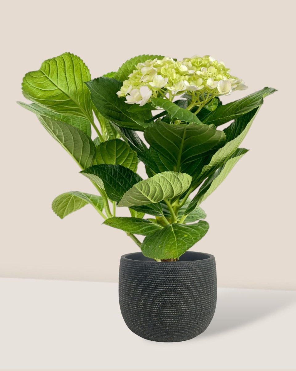 Hydrangea - little bauble planter - quartz black - Potted plant - Tumbleweed Plants - Online Plant Delivery Singapore