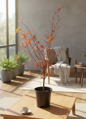 Tumbleweed Plants