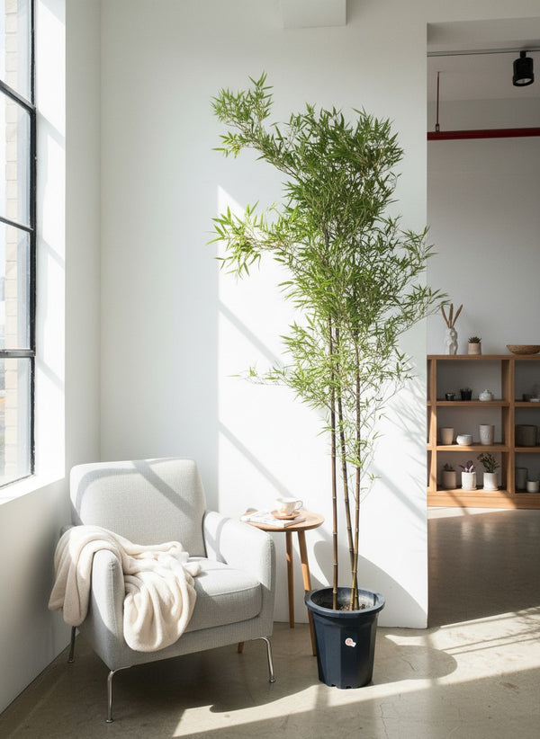 Japanese Bamboo Nigra - Japan